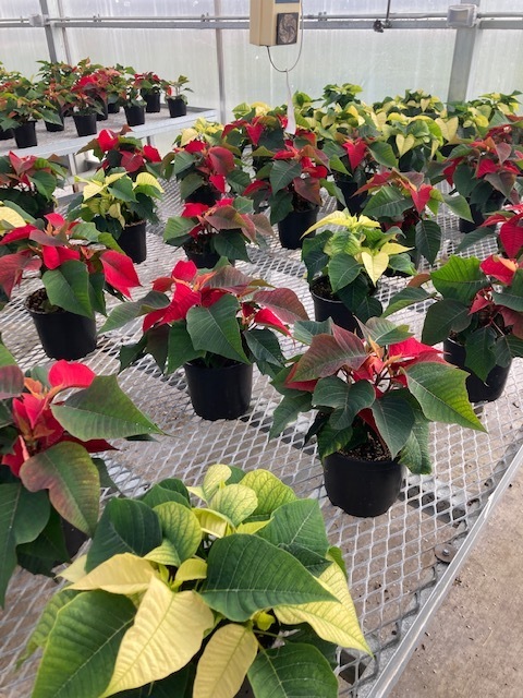 Poinsettia plants in the greenhouse.